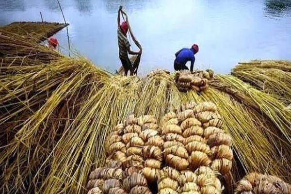 কাঁচা পাটে ০.৫% উৎসে কর প্রত্যাহারের দাবি ব্যবসায়ীদের