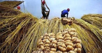 কাঁচা পাটে ০.৫% উৎসে কর প্রত্যাহারের দাবি ব্যবসায়ীদের