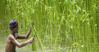 লেনদেনের শীর্ষে সোনালী আঁশ